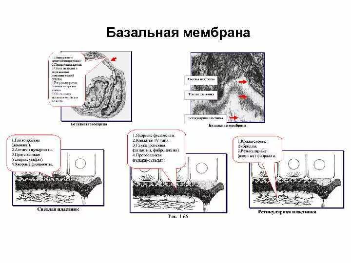 Базальная мембрана функции. Схема строения базальной мембраны. Строение кожи базальная мембрана. Базальная мембрана схема. Слои базальной мембраны таблица.