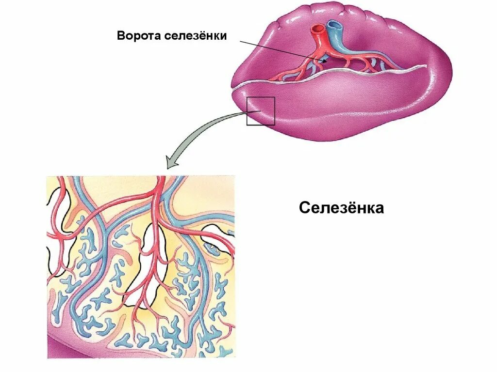 Ворота селезенки. Селезенка анатомия. Строение селезенки анатомия. Селезенка рисунок. Селезенка периферический