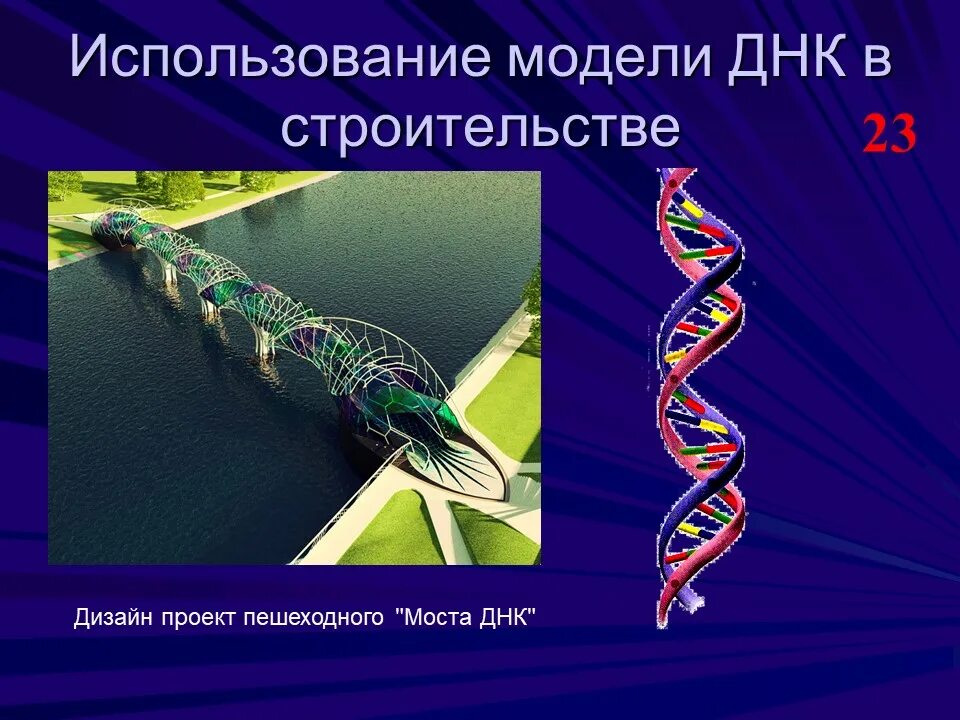 Примеры бионики в биологии. Бионика. бионика наука. биологическая бионика. бионика это в биологии.
