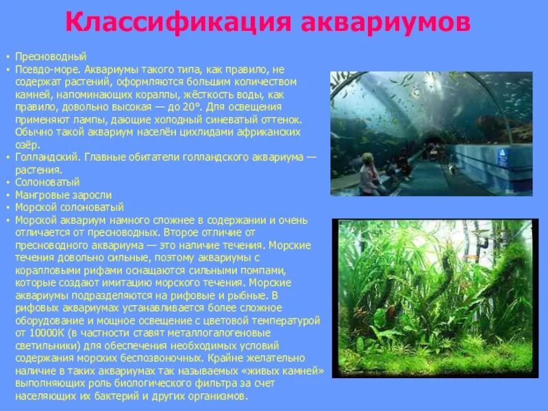 Аквариум искусственная экосистема. Сообщение аквариум искусственная экосистема. Аквариум - искусственная экосистема в доме. Аквариум искусственная экосистема 5 класс.