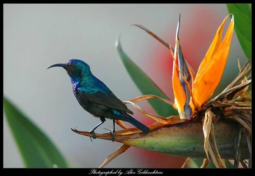 Aethopyga nipalensis. Sunbird. Sunbird comparison. Sunbird comparison. Sunbird comparison.