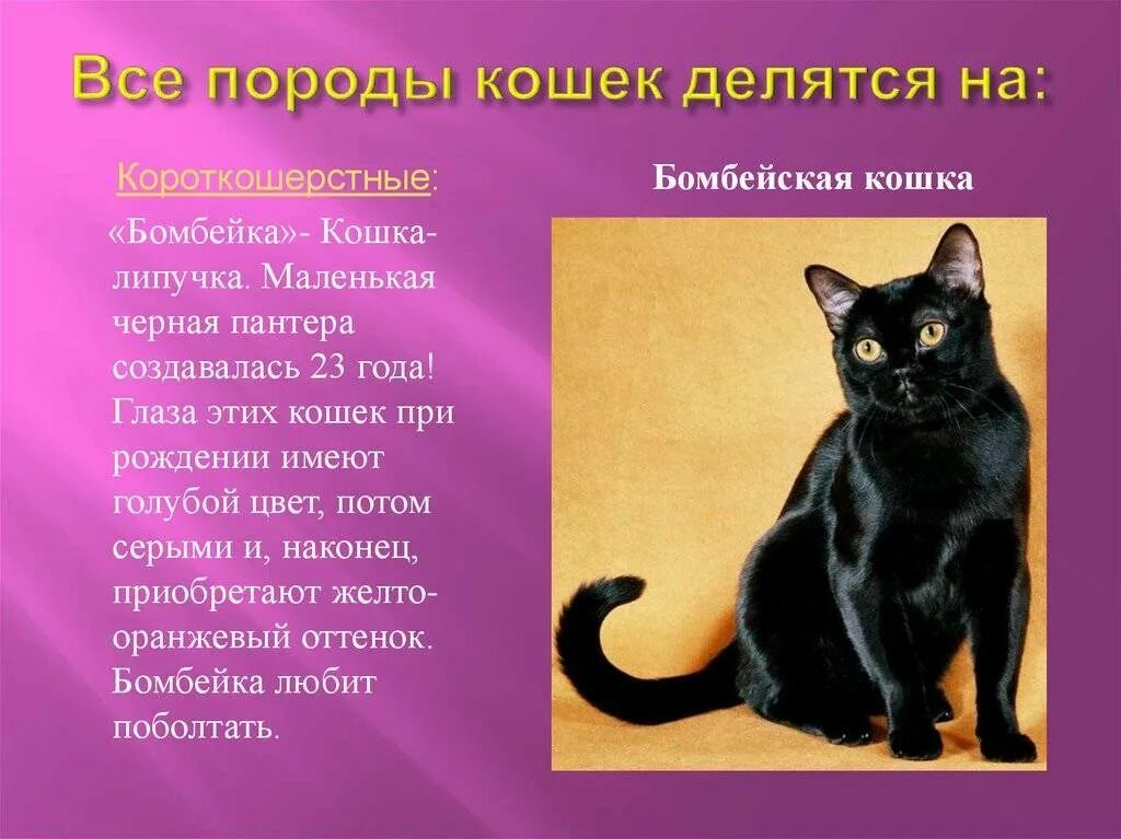 Чёрная кошка порода Бомбейская. Бомбейская кошка длинношерстная. Проект породы кошек. Описание кошки.