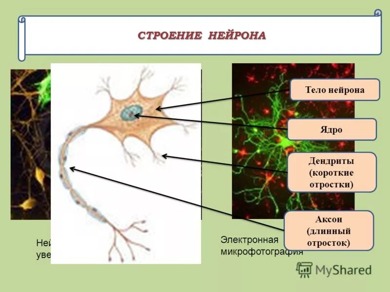 Короткий сильно ветвящийся отросток нервной клетки. Отростки нейрона: Аксон, дендриты.. Строение нейрона тело Аксон дендрит. Аксон это длинный отросток нейрона. Строение и функции отростки нейрона Аксон.