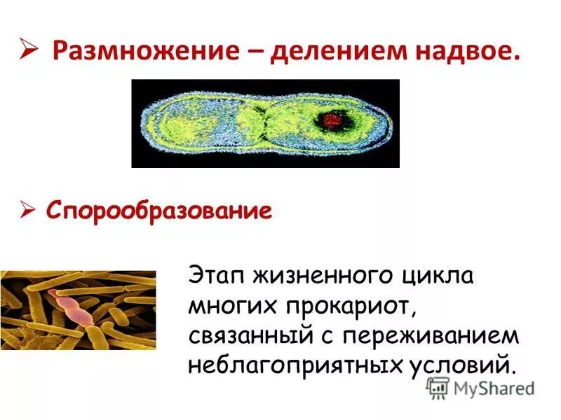 прокариотические организмы способны к обмену веществ