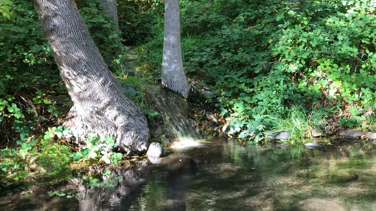 Шум птиц и ручей. Isa bulaği Şuşa. A Stream is a small River..