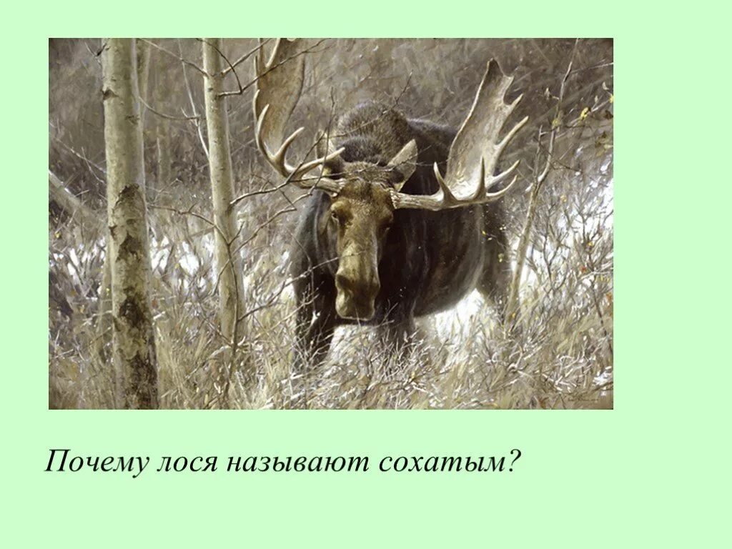 Почему лося называют лосем. Robert Bateman Лось. Почему лося называют Сохатым. Соха Сохатый. Сохатый синоним.