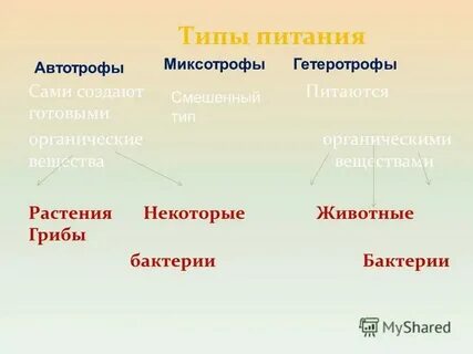 Зеленые растения по способу питания