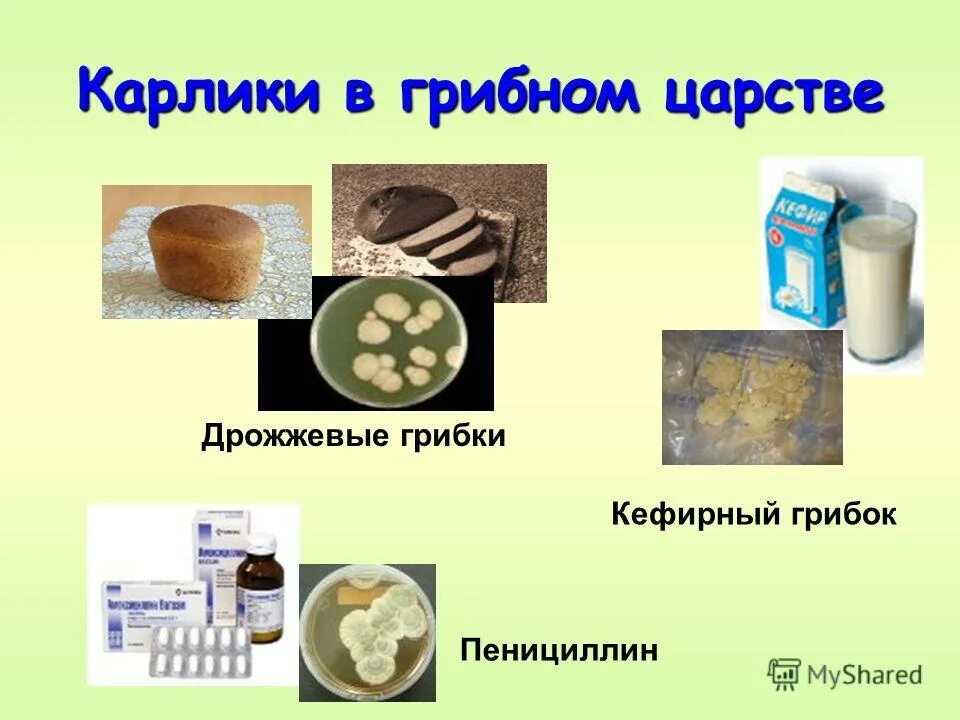 Дрожжевые грибы в кишечнике. Дрожжевые грибы в кишечнике