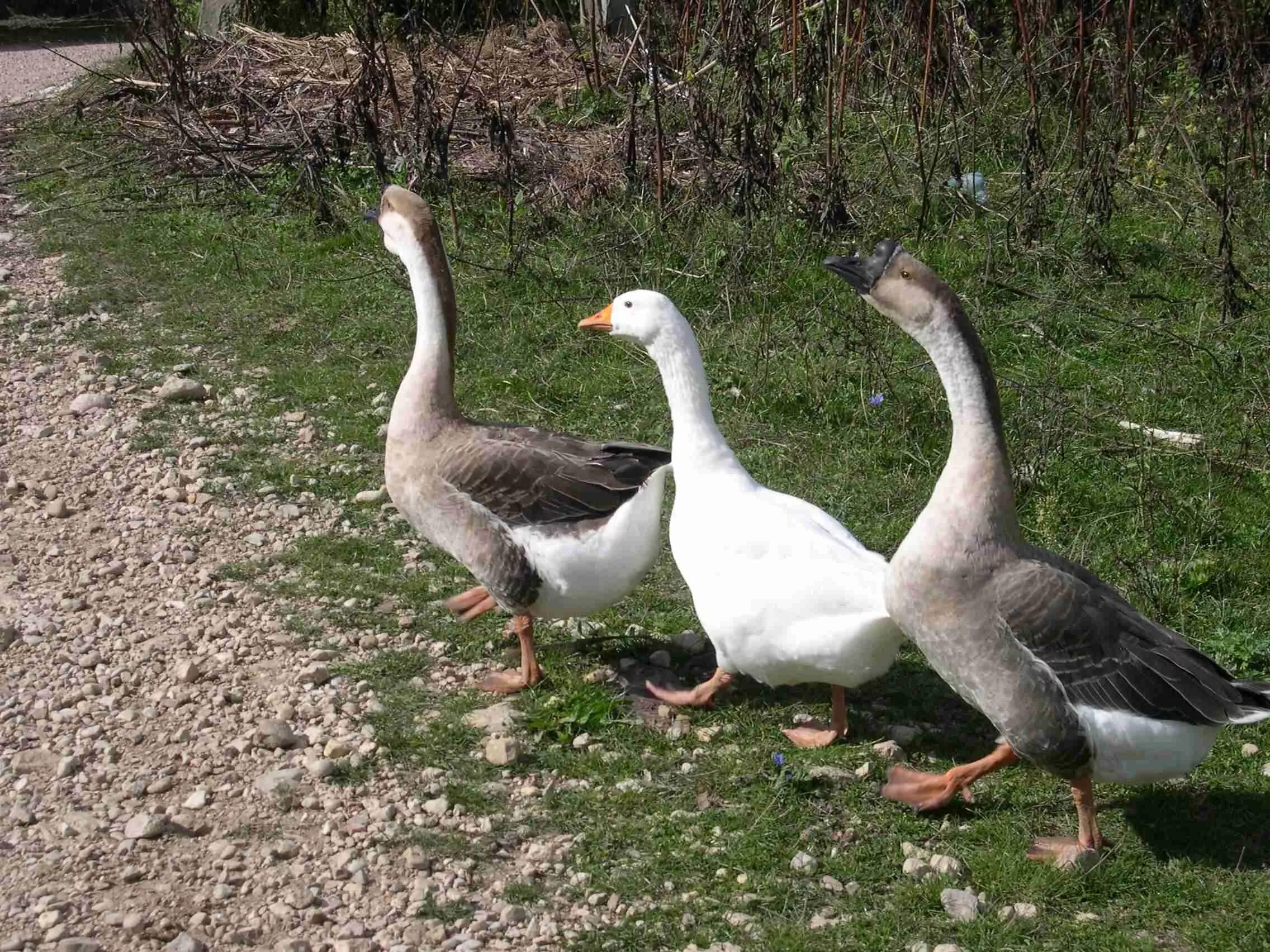мы вытянулись гуськом. гуси гуляют. мы вытянулись гуськом. утки гуськом. марш гусей.