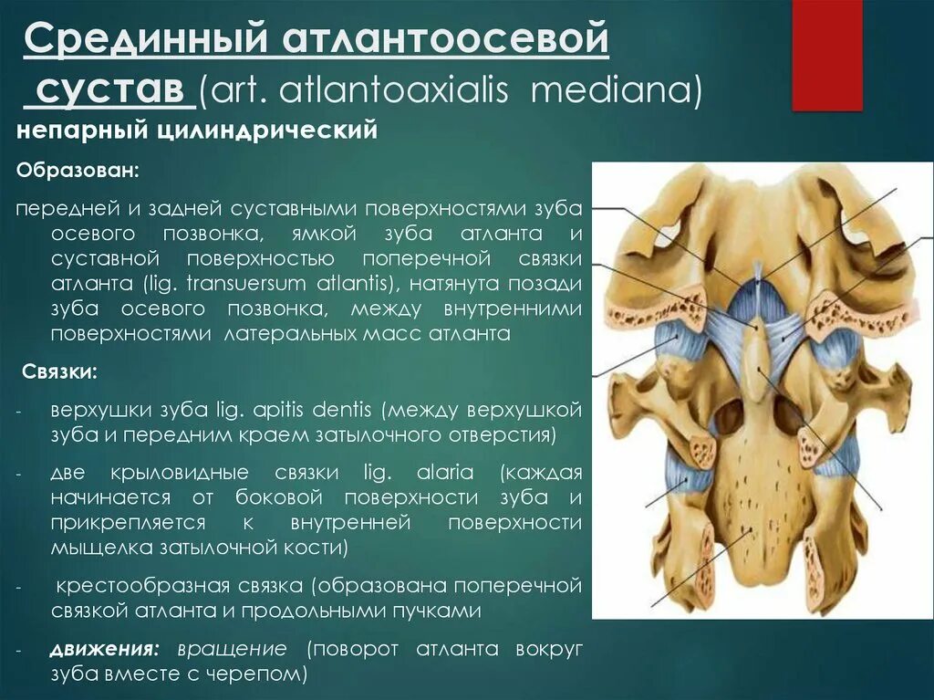 Срединный Атлант осевой сустав. Связочный аппарат атланто осевого сустава. Срединный Атланта осевой сустав. Срединный атлантоосевой сустав.