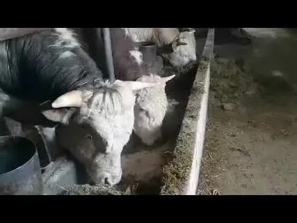 Правильно бычки
