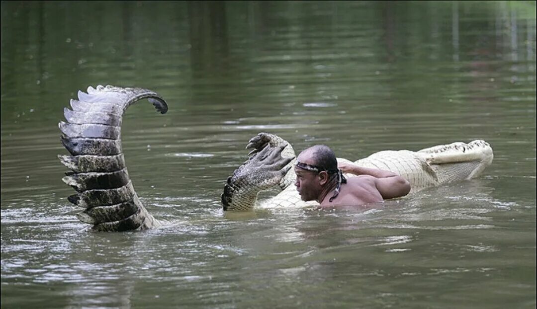 В раненую реку не войдешь. Рыбак Чито и крокодил Почо.