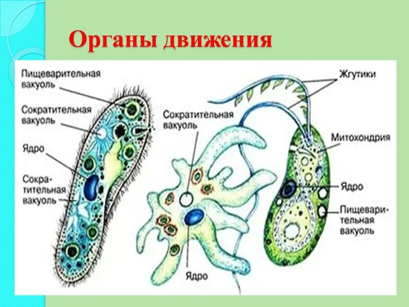 Органоиды движения простейших таблица. Органоиды движения схема. Органоиды движения клетки жгутики реснички ложноножки. Органоиды движения протистов реснички жгутики и.