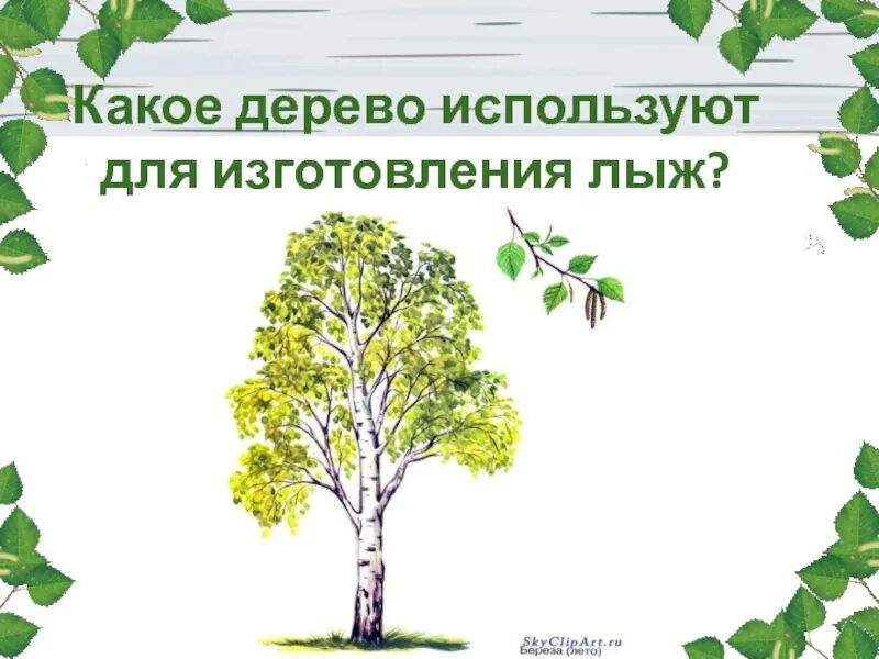 Дерево используют для изготовления. Какое дерево применяется для изготовления лыж. Какое дерево применяют для изготовления лыж?. Какое дерево используют для лыж. Какое дерево применяют для изгот.