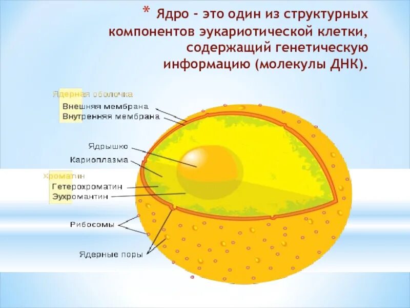 Структурные компоненты ядра клетки. Клеточное ядро эукариотической клетки содержит. Строение ядра клетки. Строение ядра эукариотической клетки.