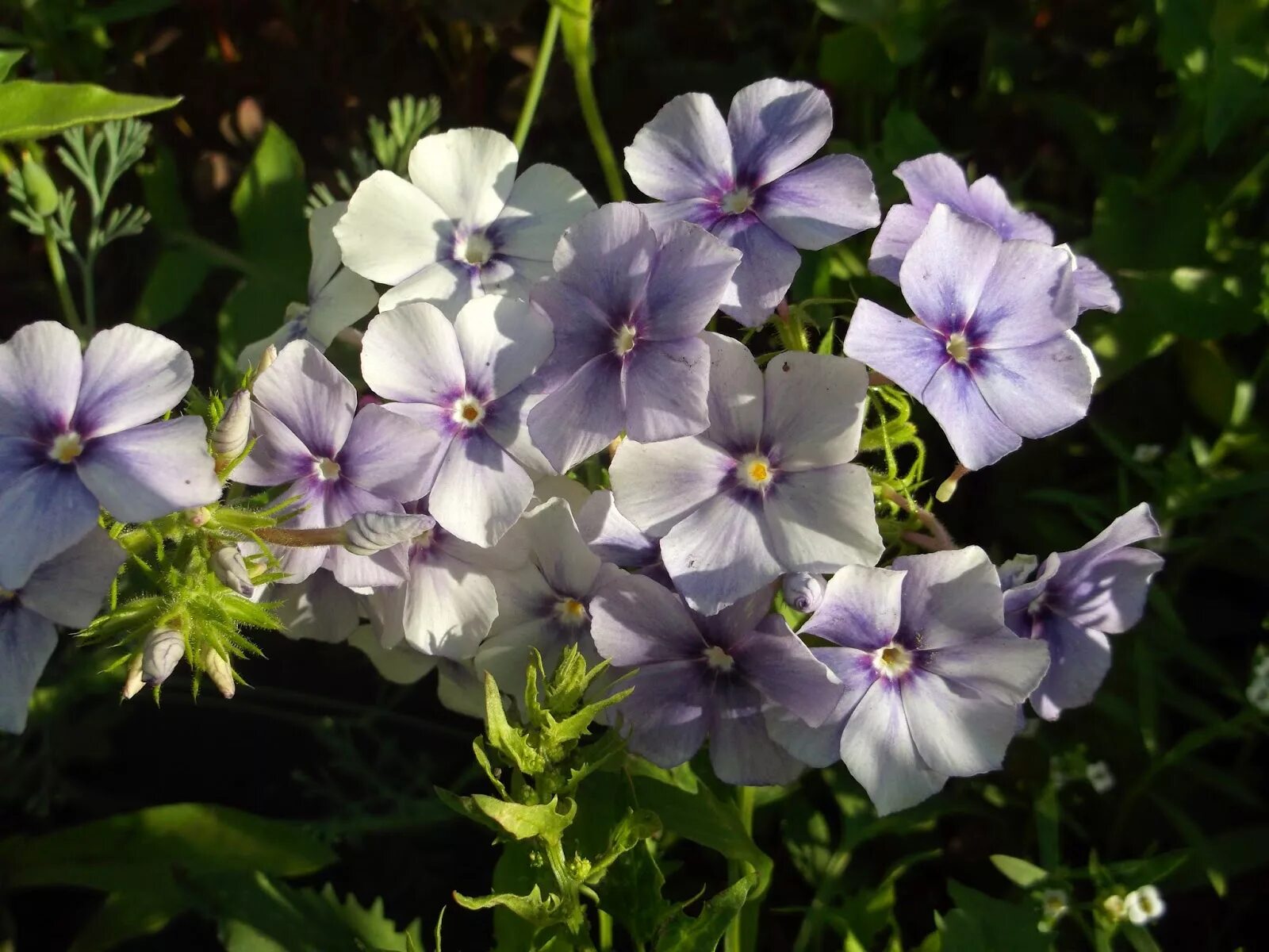Сорт флокса морской петух. Флокс метельчатый. Флокс сесиль ханбери. Флокс 'swirly burly'. Флокс гордеева.
