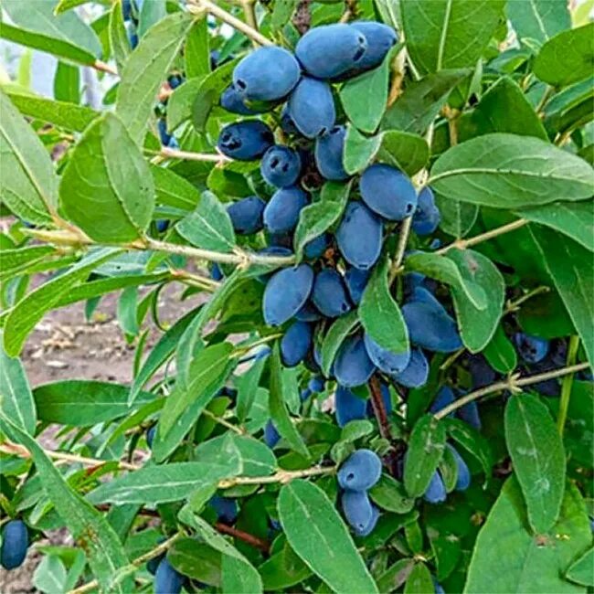 жимолость канадская бореал бьюти. жимолость indigo gem. жимолость камчатская indigo gem. жимолость камчатская indigo gem. жимолость съедобная индиго джем.