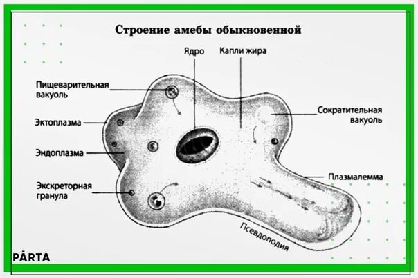 Какой цифрой обозначена на рисунке стадия амебы. Строение амебы обыкновенной. Строение клетки амебы. Эндоплазма у амебы обыкновенной. Пищеварительная вакуоль у амебы обыкновенной.