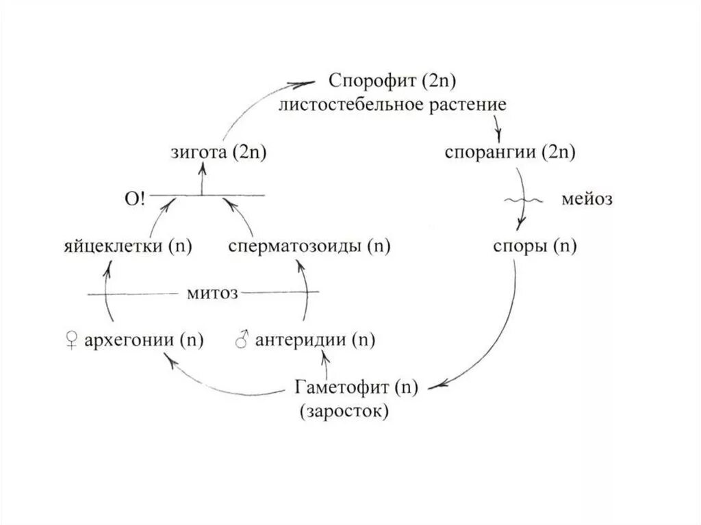 Циклы высших споровых растений