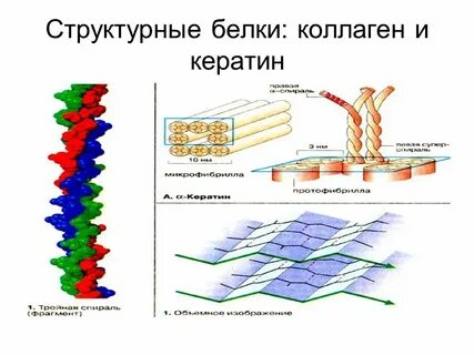 Эластин структурный белок