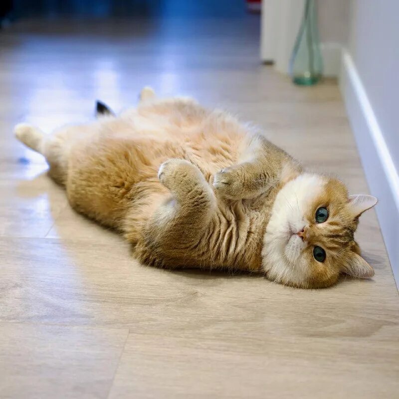 хосико кот дзен