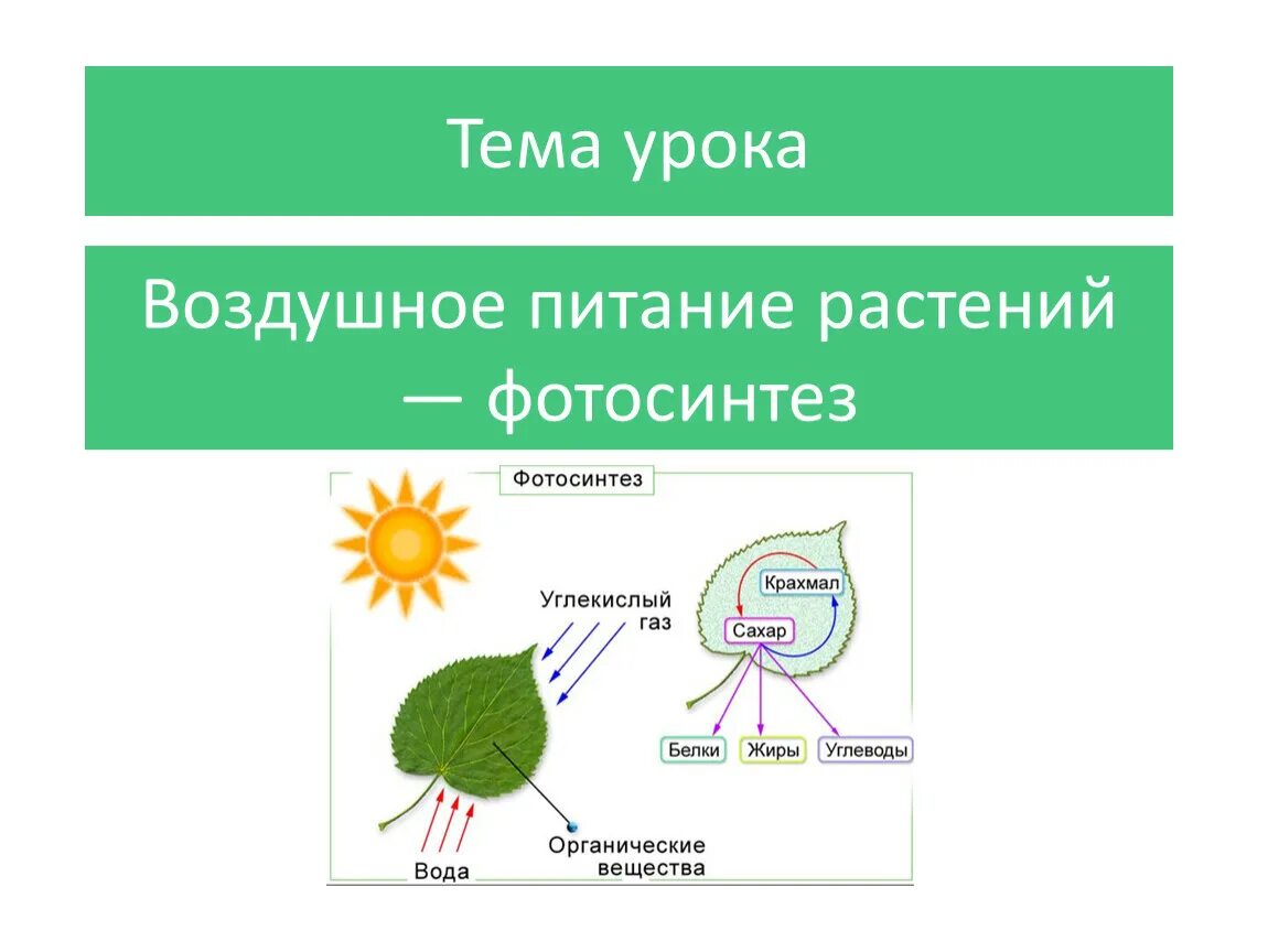 Связь с проявляется в процессе фотосинтеза. Воздушное питание растений фотосинтез. Биология 6 класс воздушное питание растений фотосинтез. Воздушное питание фотосинтез биология 6. Биология 6 класс питание и фотосинтез.