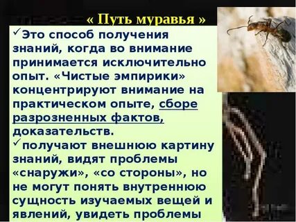 Путь муравья