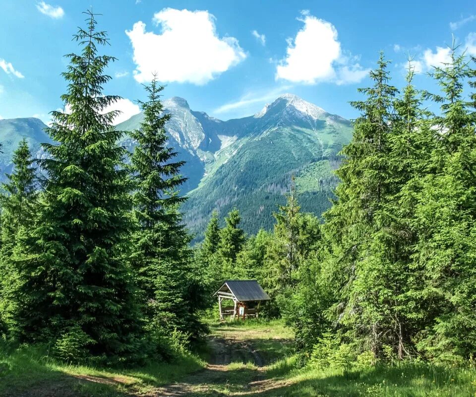 И в лесах т в горах. И в лесах т в горах