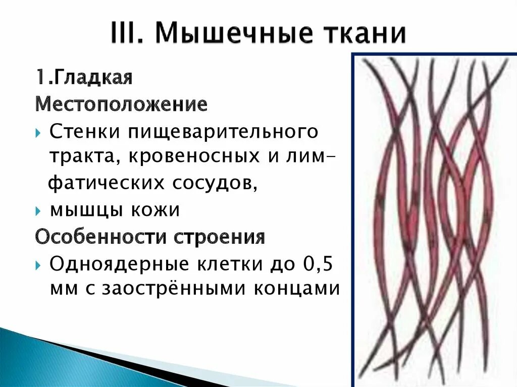 Особенности строения мышечной ткани ответ. Мышечная ткань. Место расположения гладкой мышечной ткани. Гладкая мышечная ткань месторасположение. Гладкая мышечная ткань строение.