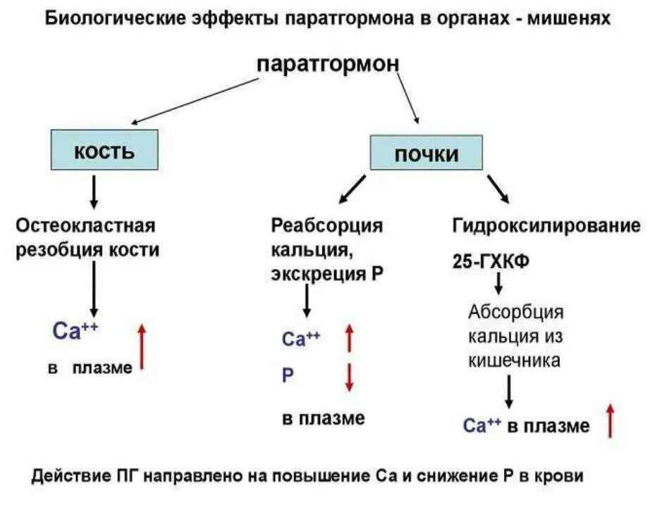 Нарушения кальция в организме. Паратгормон функции гормона. схема регуляции обмена кальция. паратгормон схема действия. схема регуляции кальциевого обмена.