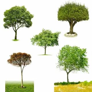 5 trees