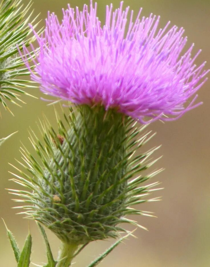 A thistle is the symbol of