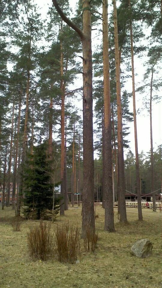 Сбербанк рощино. Сбербанк рощино. Сбербанк рощино. Почта рощино ленинградская область. Улица петра ильичева калачинск.