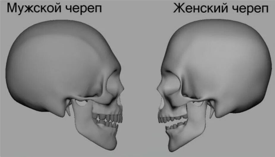 Женский череп анатомия. Череп мужчины и женщины. Различия мужского и женского черепа. Строение мужского и женского черепа. Отличие мужского и женского черепа.