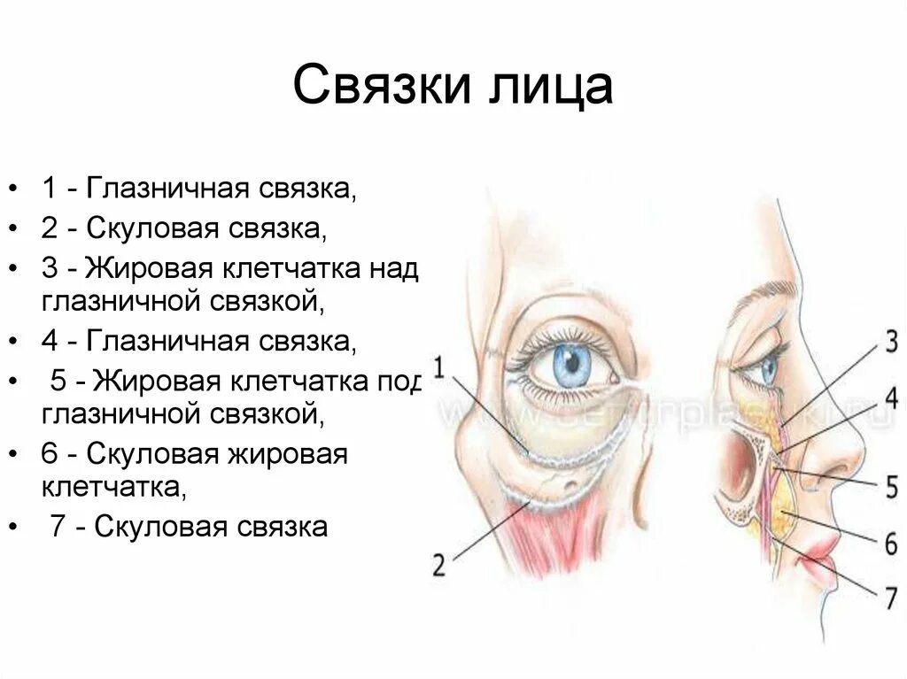 Связка называться. Связочный аппарат лица анатомия. Возрастные изменения связочного аппарата лица. Истинные и ложные связки лица. Скуловая связка лица анатомия.