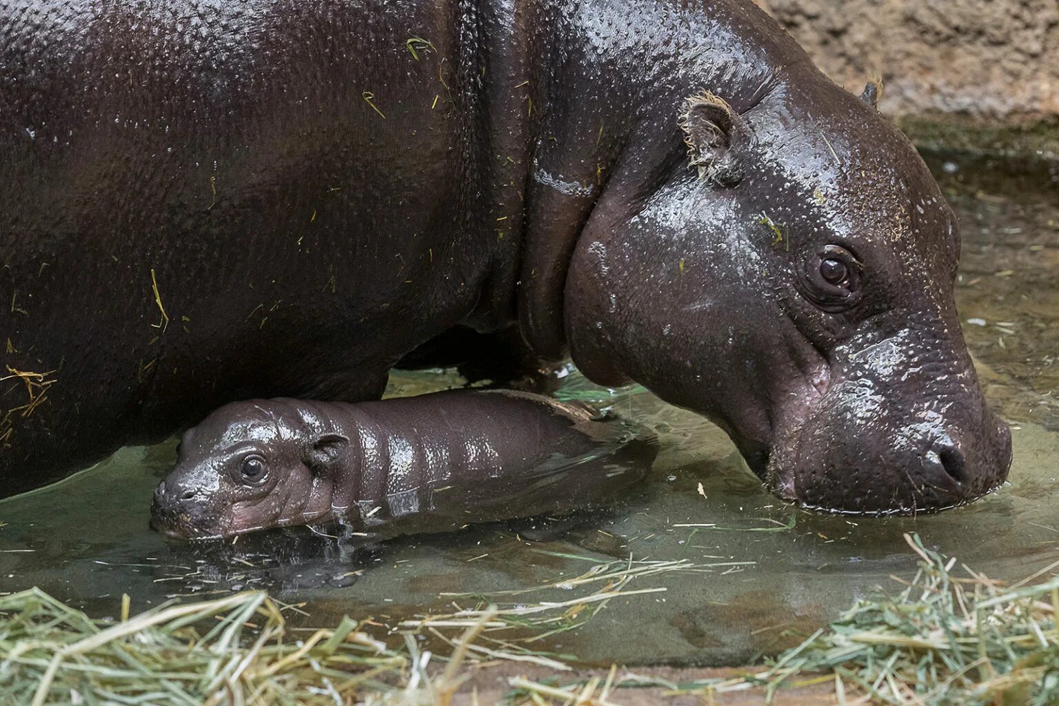 Карликовый бегемот африка. Мадагаскарский карликовый Бегемот. Choeropsis liberiensis. Либерийский карликовый Бегемот. Кипрский карликовый Бегемот.