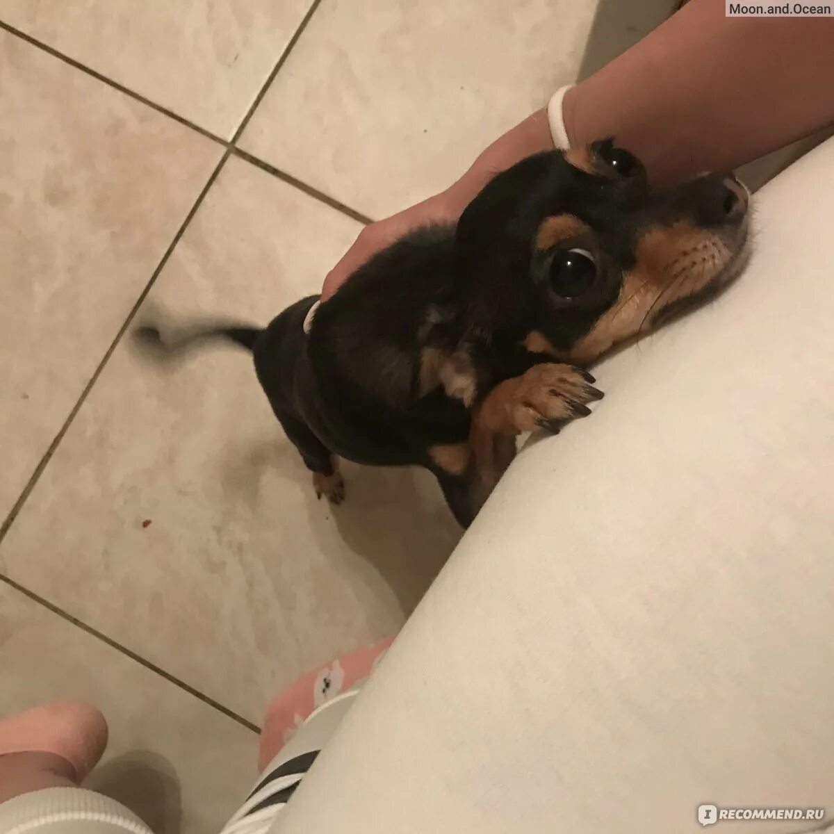 Русский той-терьер. Той терьер минусы и сложности. Той терьер минусы. Русский той-терьер. Той терьер минусы.