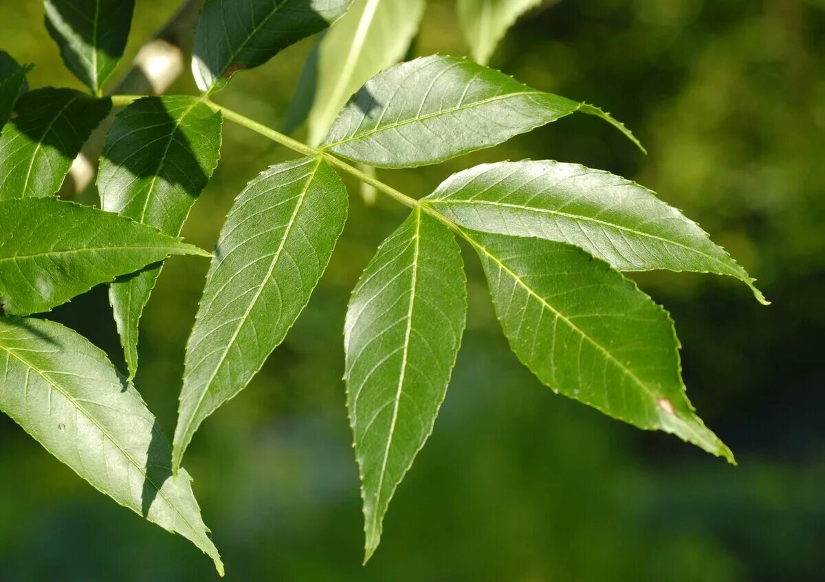 Листья ясеня. Ясень обыкновенный Fraxinus Excelsior. Ясень обыкновенный -Fráxinus Excélsior. Fraxinus Excelsior дерево. Ясень обыкновенный лист дерево.