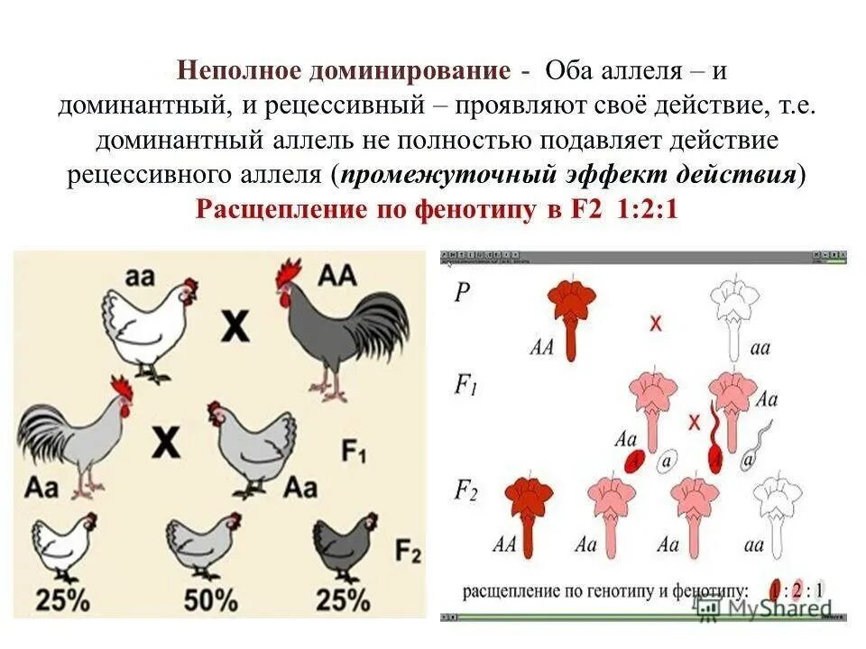 Определите вероятность в процентах появления рецессивной. Доминантный эпистаз курицы. Кодоминирование полное и неполное доминирование. Доминантный эпистаз окраска кур. Неполное доминирование примеры.