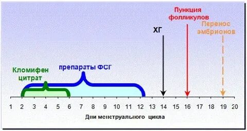 Размер фолликула для пункции