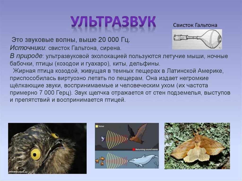 Ультразвук как проходит. Ультразвук эхолокация инфразвук. ультразвук в природе. источники ультразвука. ультразвук в эхолокации.