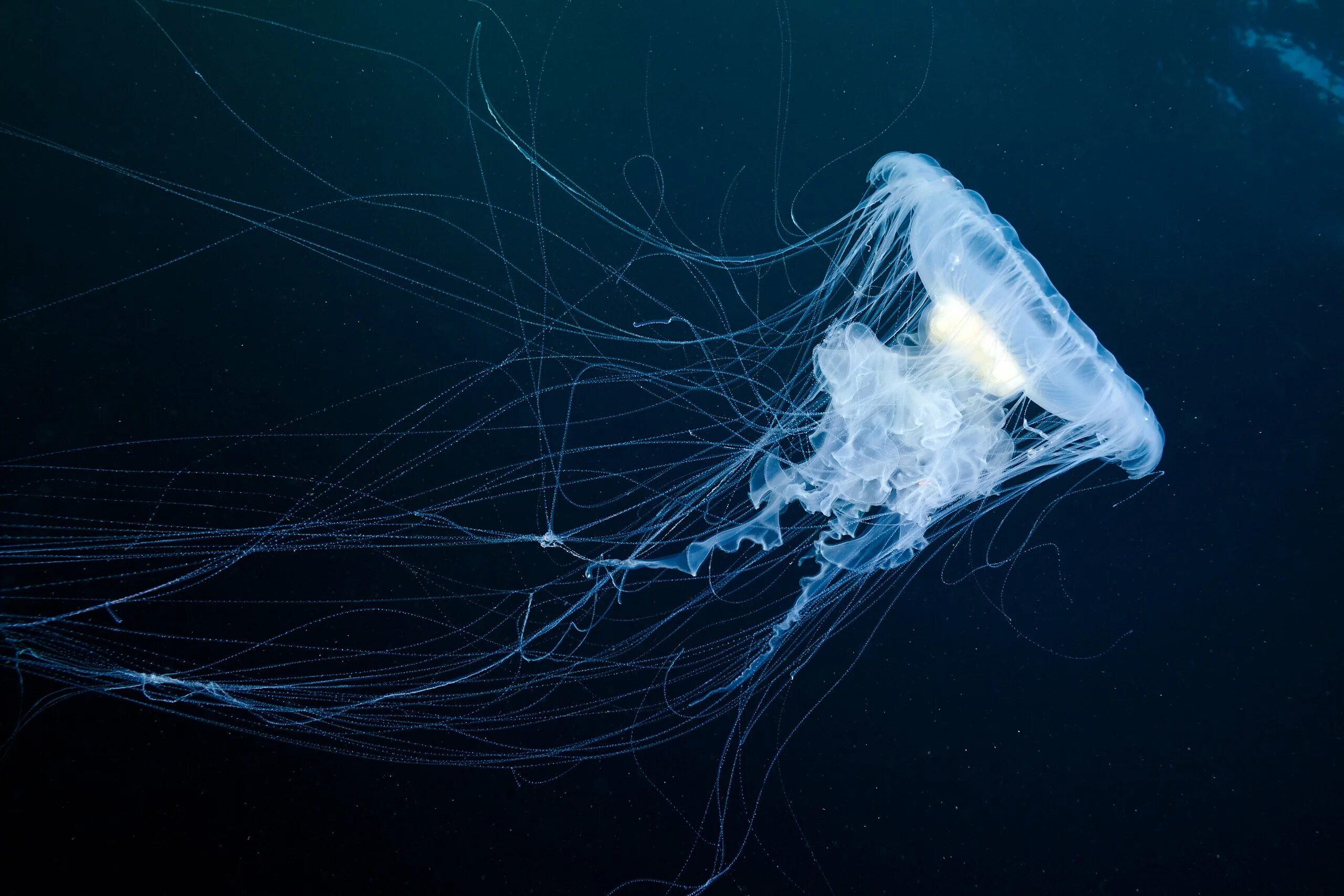 Cosmic Jellyfish медуза. Медуза волосистая цианея. Медуза на черном фоне. Синяя медуза. Медуза не умеет плавать в ночи