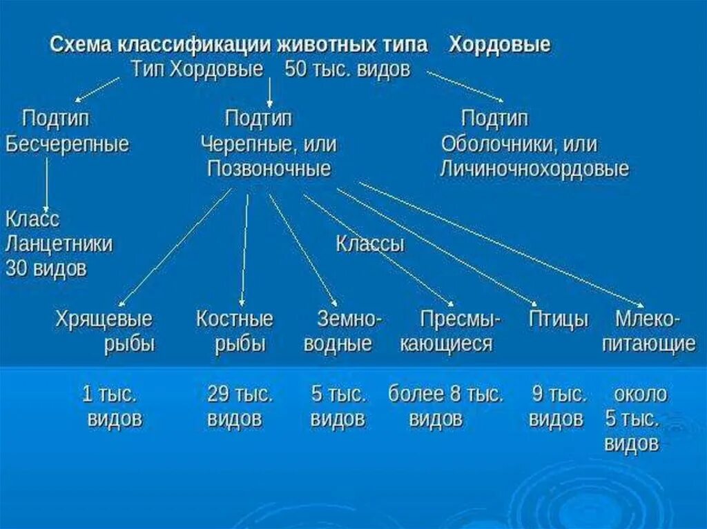 К бесчерепным животным относится
