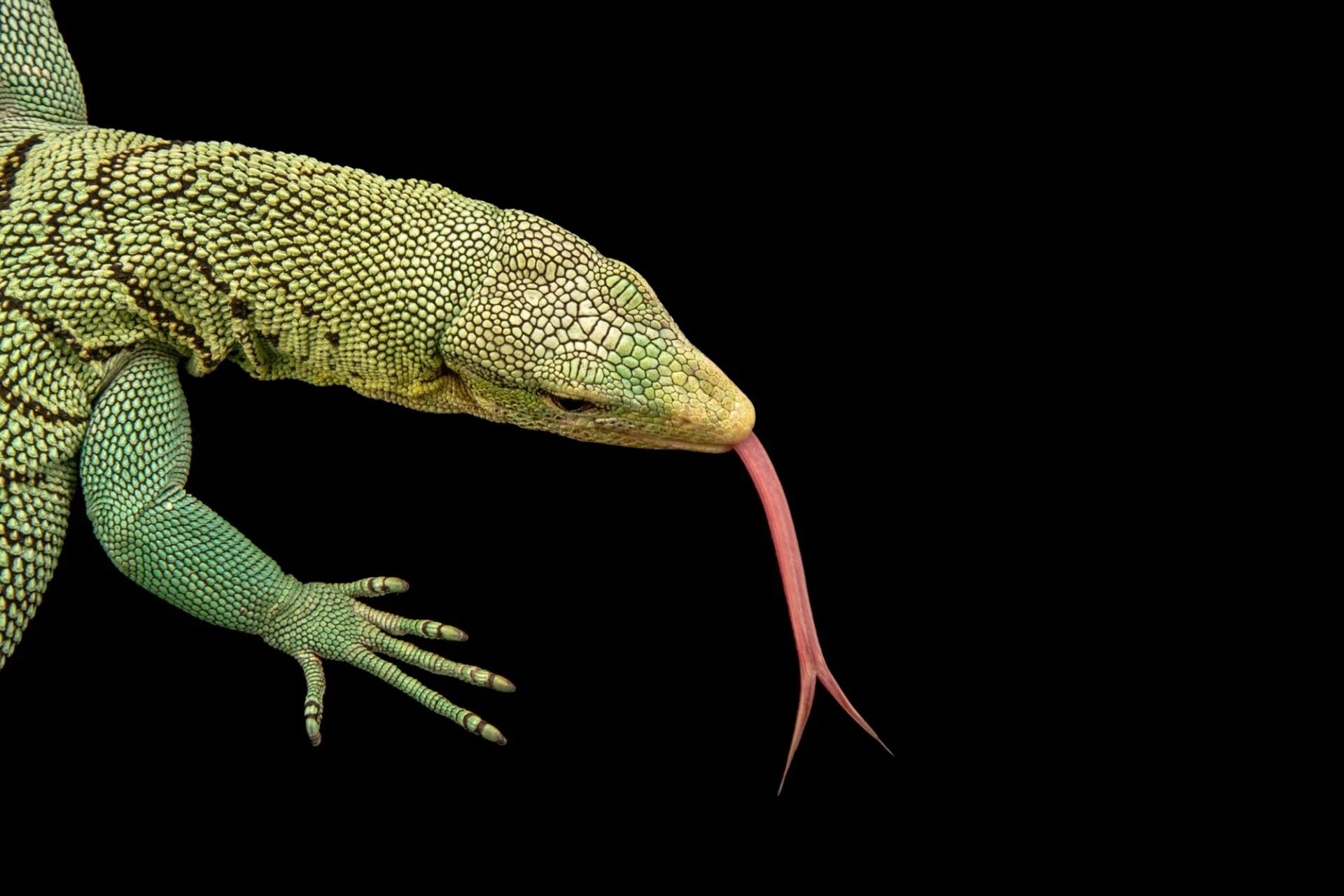 Похоже на варана. Варан корденсис varanus kordensis. varanus griseus joel sartore. динозавр похожий на варана. животное похожее на динозавра.