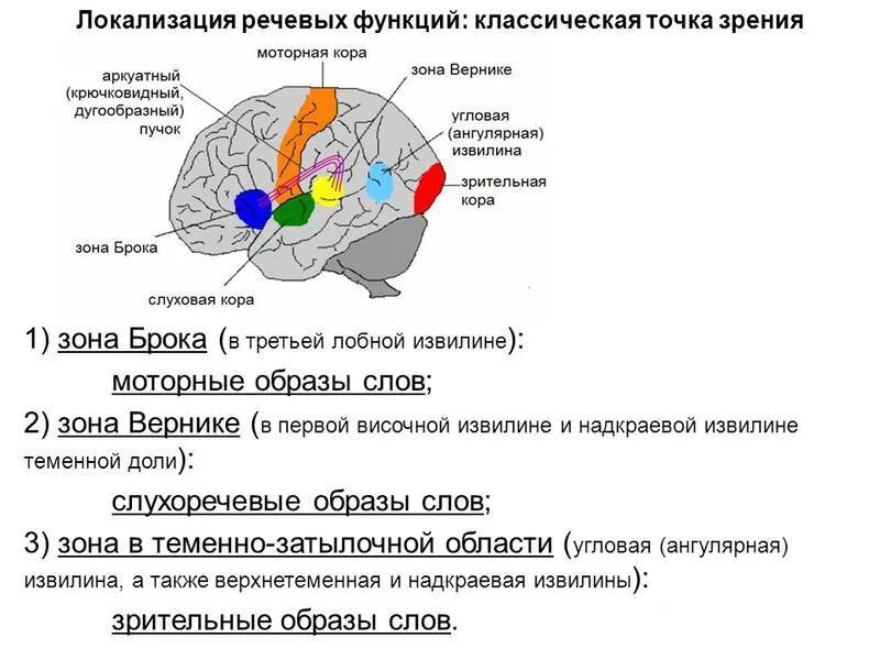 Сайты речевых центров. Речевой центр Брока локализации. Речевые зоны коры головного мозга Брока. Речевой центр Брока локализация в коре больших. Строение головного мозга центр Верника.