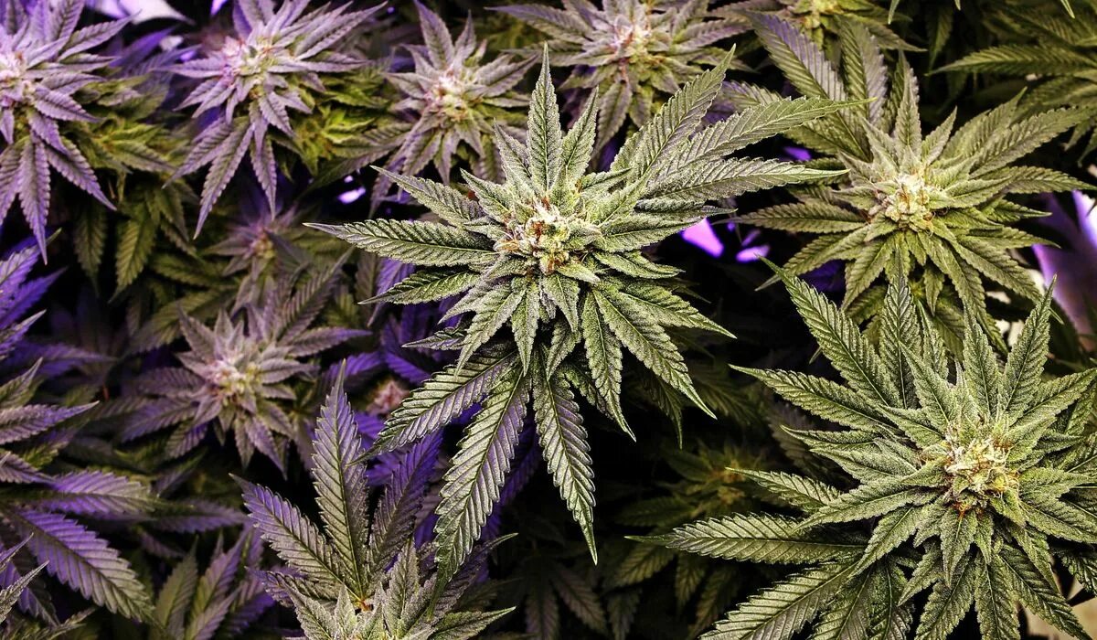 Марихуана трава фото "Cannabis Plant" Изображения премиум-класса: просматривайте стоковые фотографии,