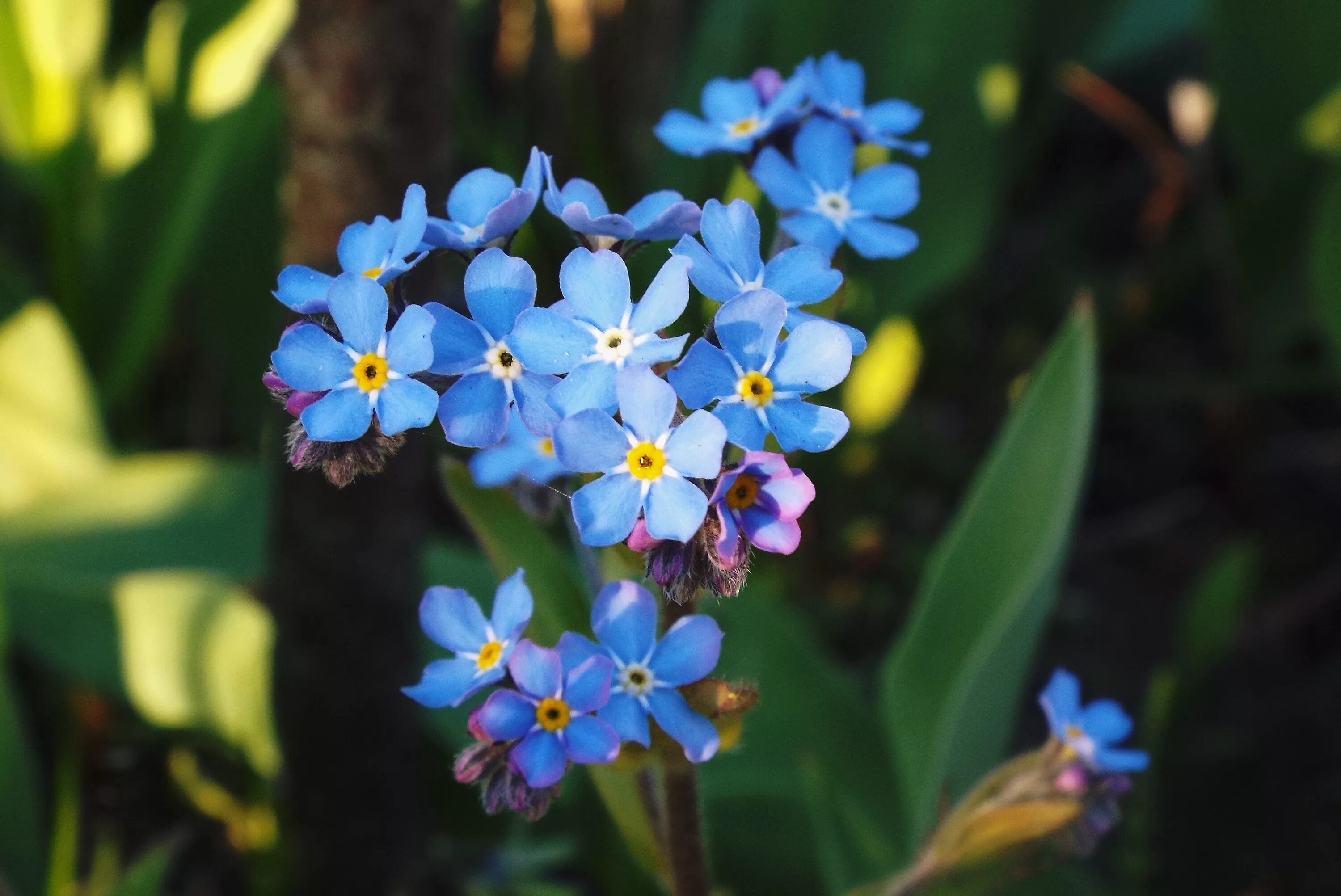 Называется незабудка. Незабудка Лесная Myosotis sylvatica. Незабудка Енисейская. Незабудка крупноцветковая. Незабудка гибридная.