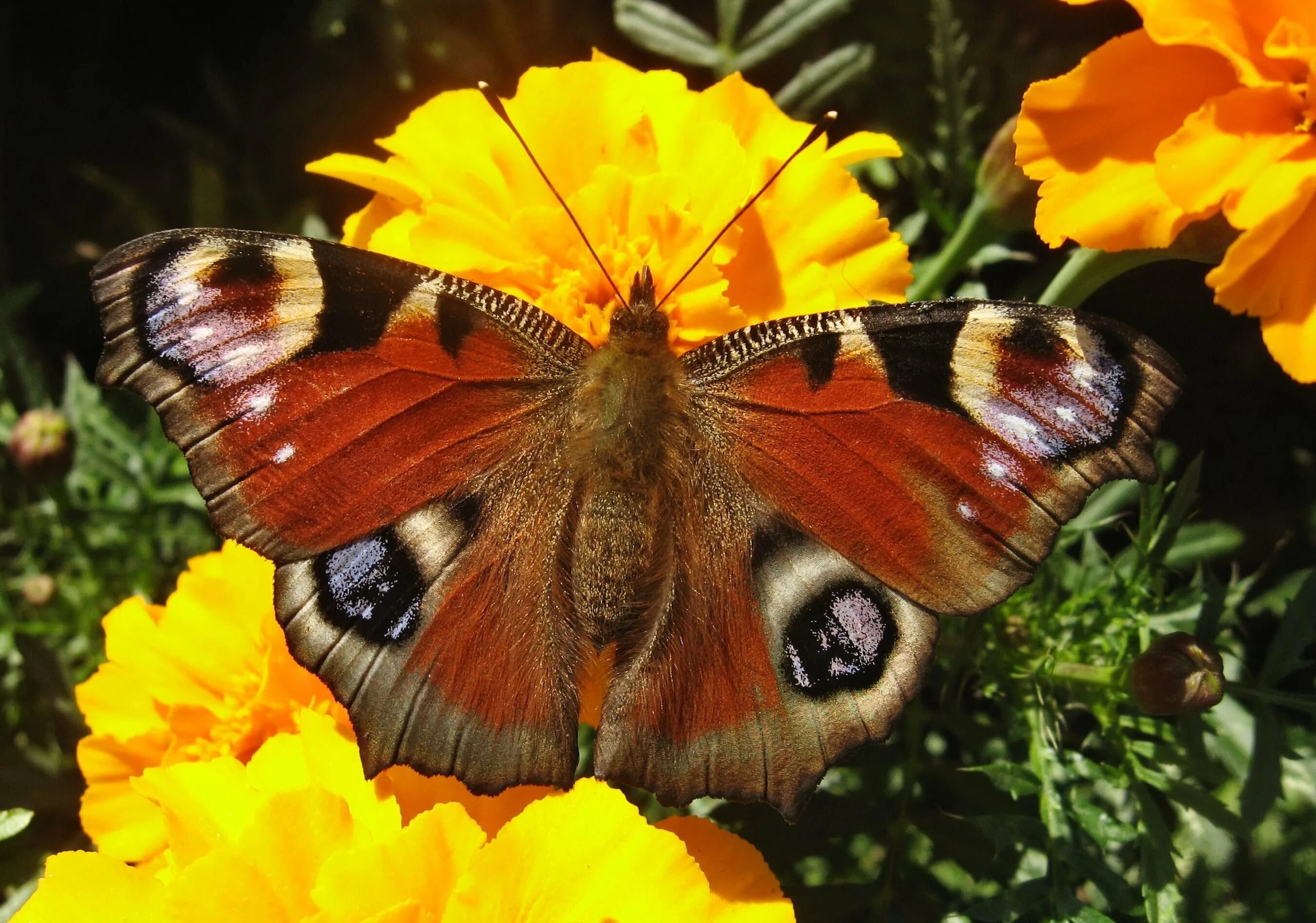Бабочки фото окружающий мир 1 класс. Дневной павлиний глаз бабочка. Бабочка павлиний глаз отряд. Павлиний глаз (бабочка). Отряд чешуекрылые павлиний глаз.