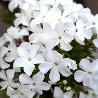 Флокс белый лебедь