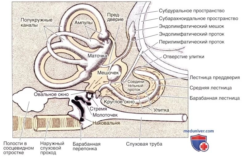 Костный Лабиринт внутреннего уха (улитка). Строение полукружных каналов внутреннего уха. Костный Лабиринт внутреннего уха преддверие. Перепончатый Лабиринт улитки внутреннего уха. Улитка лабиринта внутреннего уха